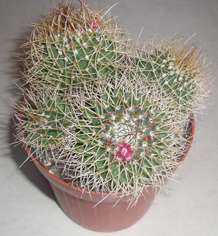 Mammillaria polythele ssp. obconella 