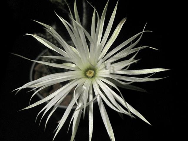 Setiechinopsis mirabilis 