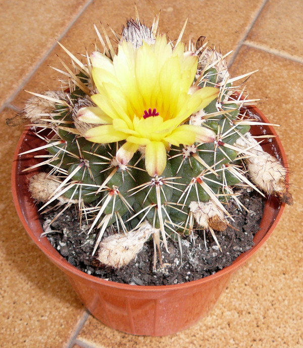 Parodia mammulosus 