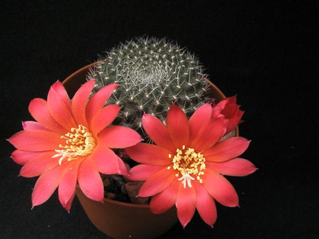 Rebutia marsoneri 