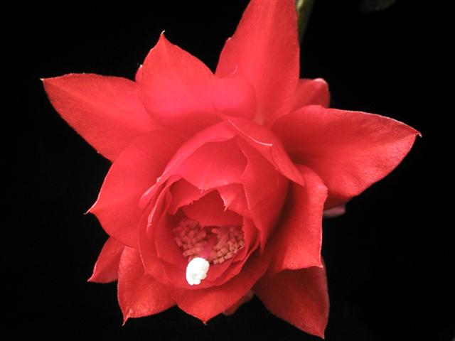 Epiphyllum x ackermannii 