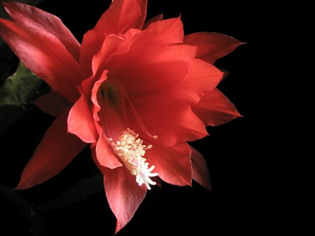 Epiphyllum x ackermannii 