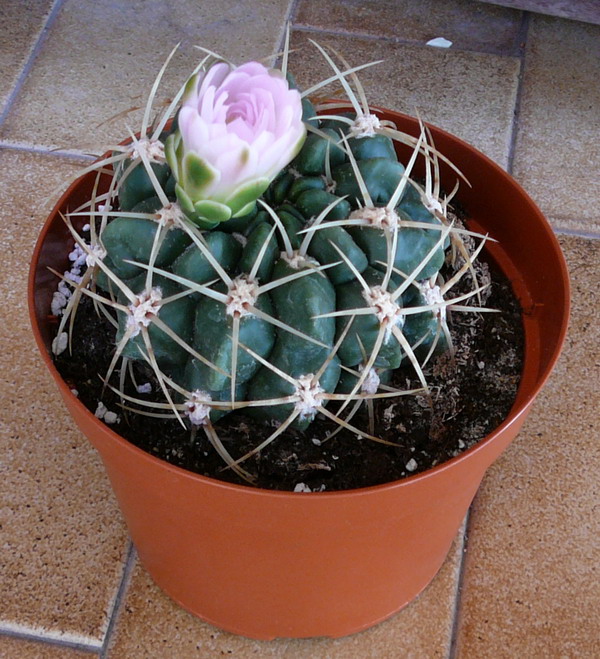 Gymnocalycium monvillei 