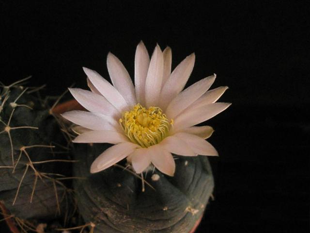 Echinocereus  knippelianus 