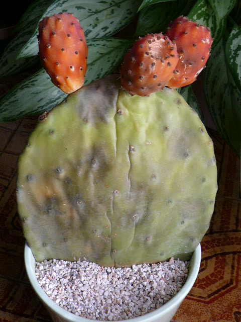 OPUNTIA  