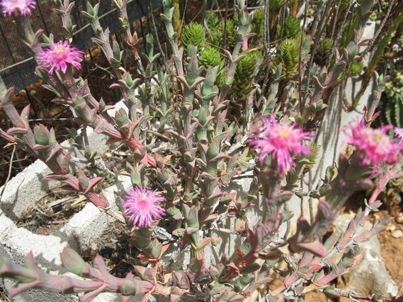 Ruschia rupicola 