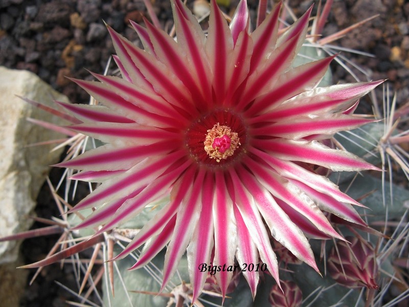 Ferocactus townsendianus PP 151