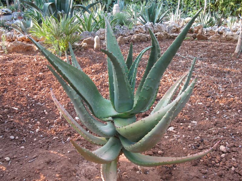 Aloe ferox 