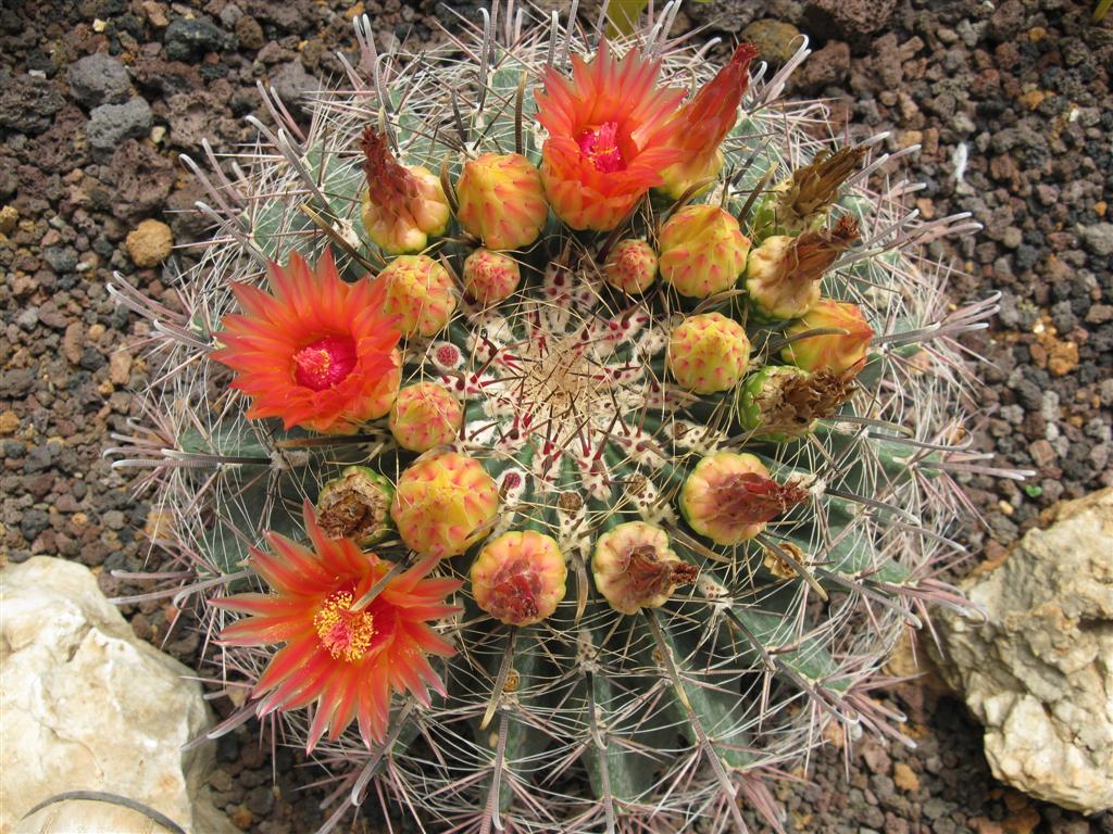 Ferocactus wislizeni 