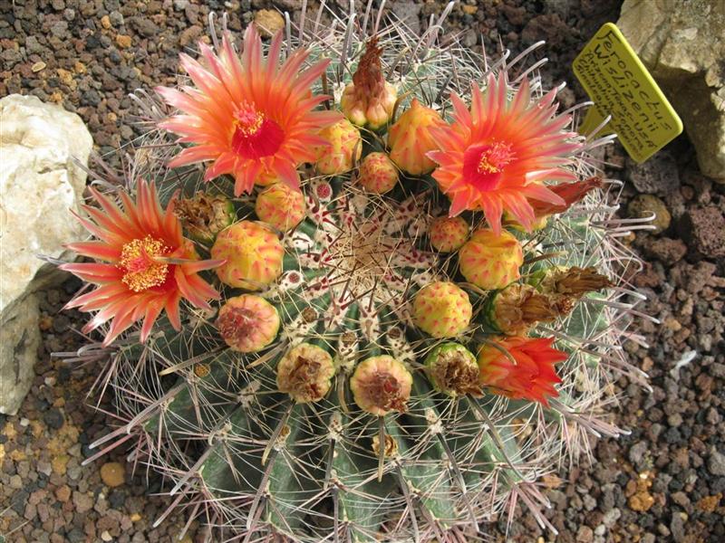 Ferocactus wislizeni 
