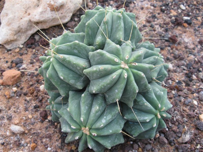 Ferocactus glaucescens v. inermis 