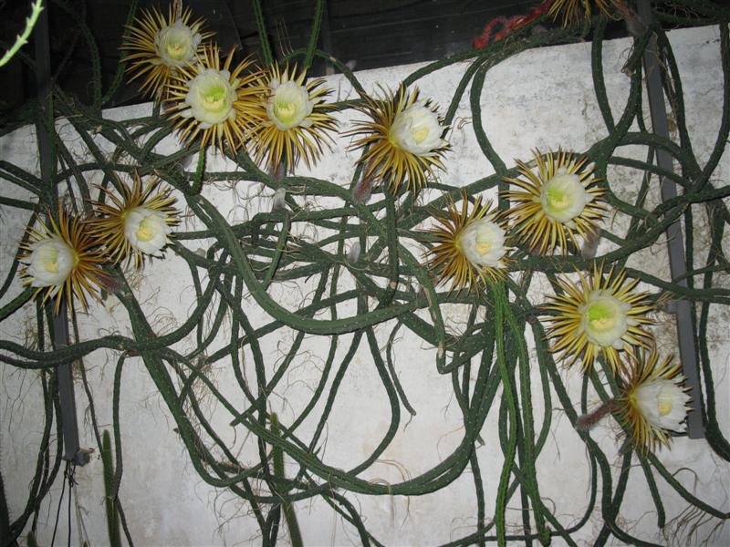 Selenicereus grandiflorus 