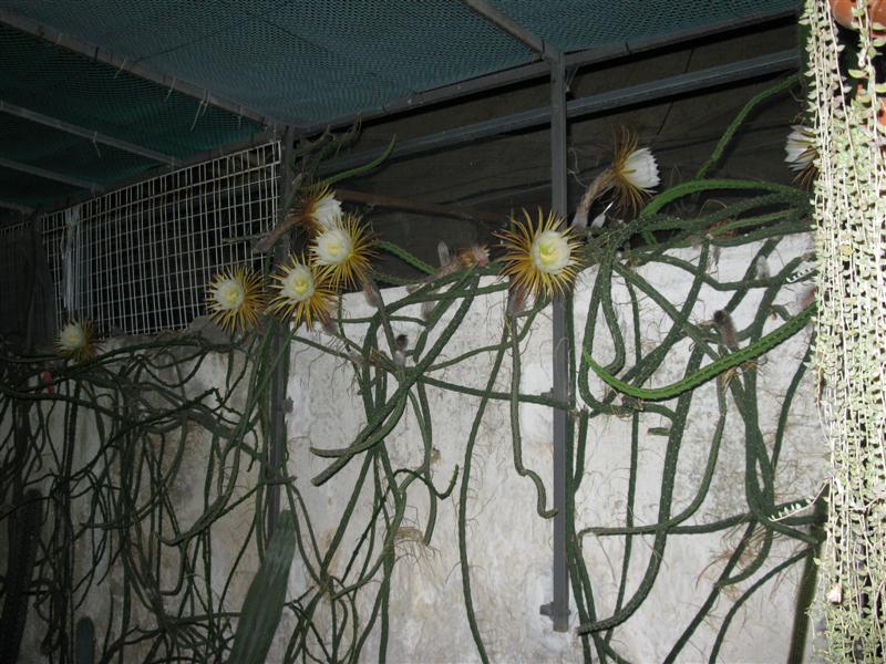 Selenicereus grandiflorus 