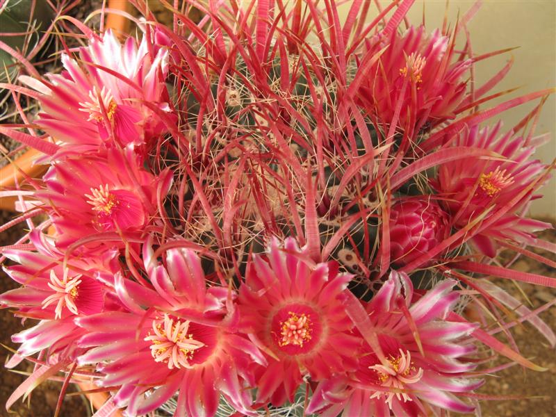 Ferocactus gracilis 