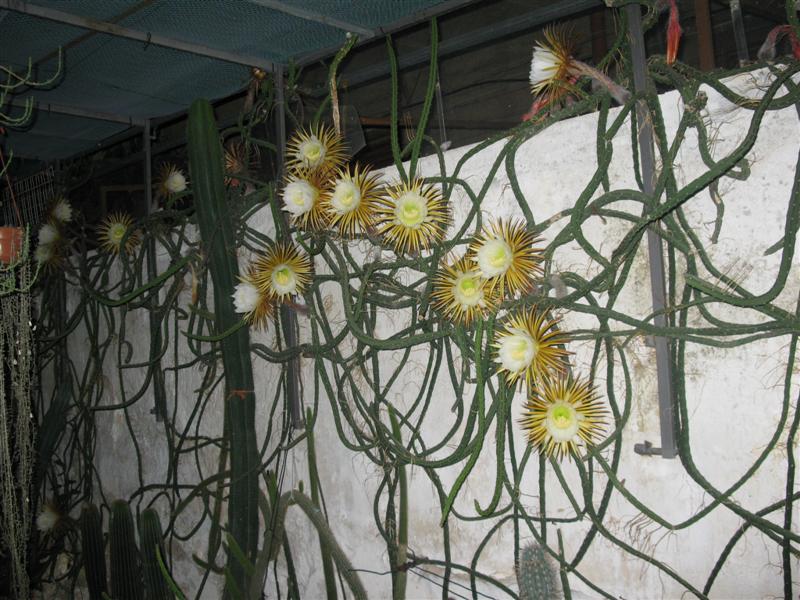 Selenicereus grandiflorus 