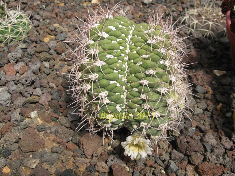 gymnocalycium saglionis f. cristatum