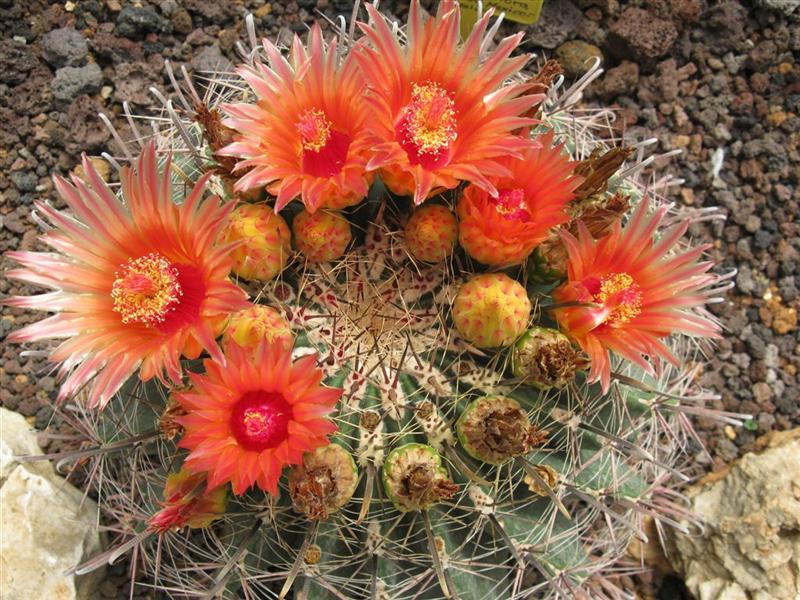 Ferocactus wislizeni 