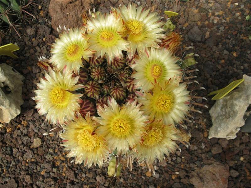 Ferocactus wislizeni ssp. herrerae 