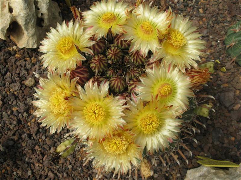 Ferocactus herrerae 