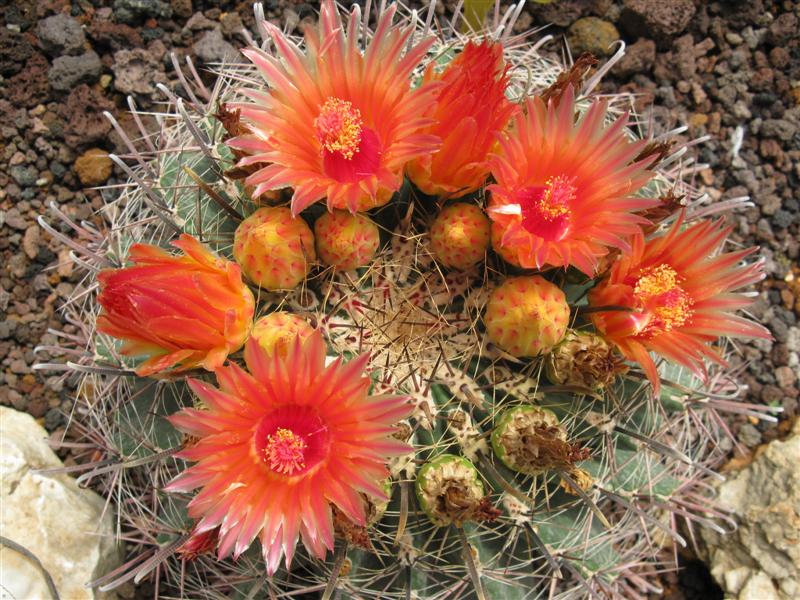 Ferocactus wislizeni 