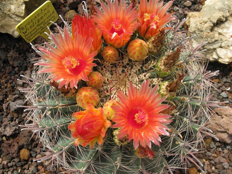 Ferocactus wislizeni 