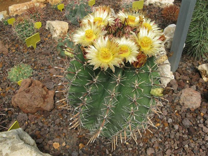 Ferocactus herrerae 