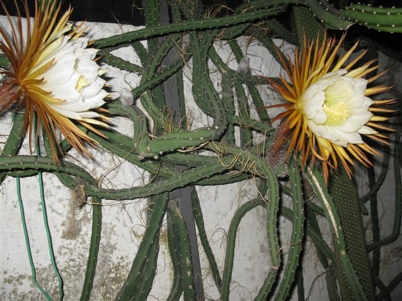 Selenicereus grandiflorus 