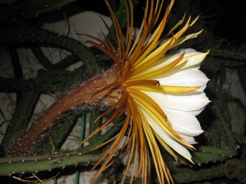 Selenicereus grandiflorus 