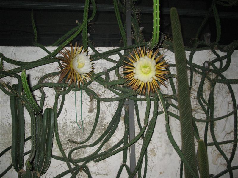 Selenicereus grandiflorus 