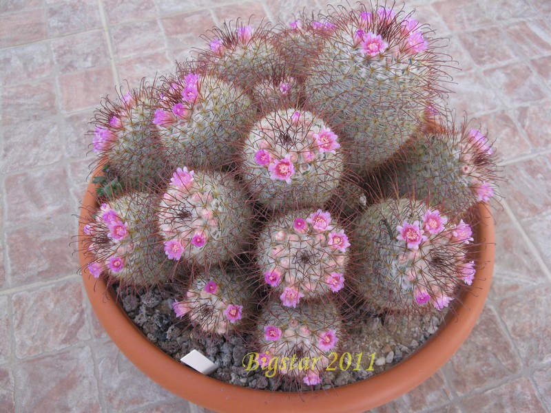 Mammillaria bombycina 