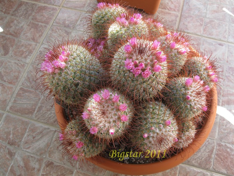 Mammillaria bombycina 