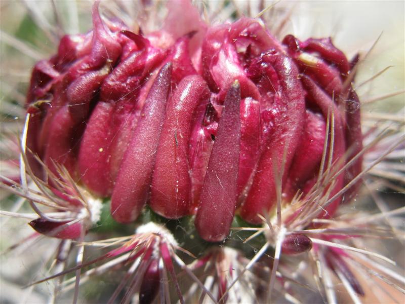 Opuntia invicta 