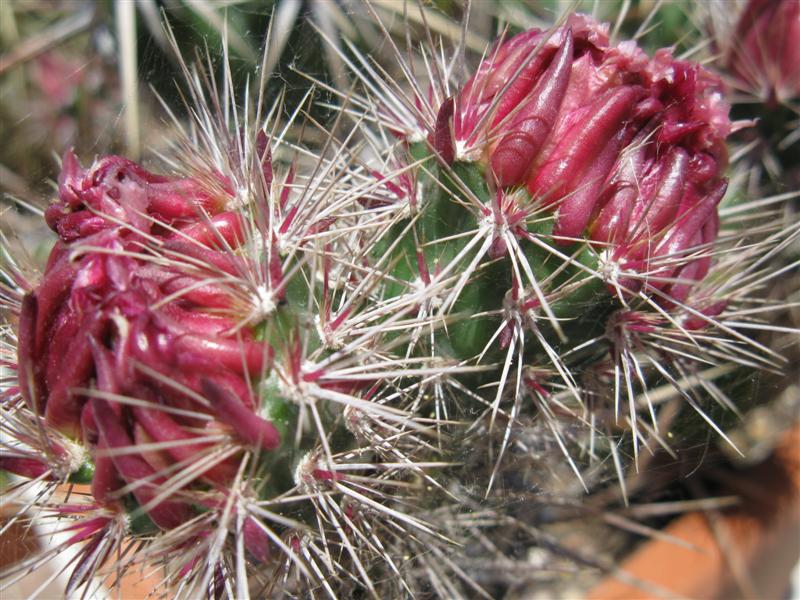 Opuntia invicta 