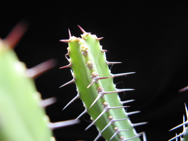 Euphorbia inarticulata 