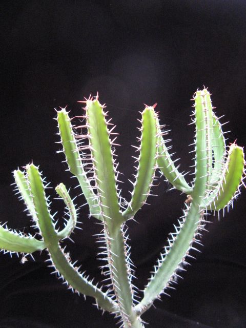 Euphorbia inarticulata 