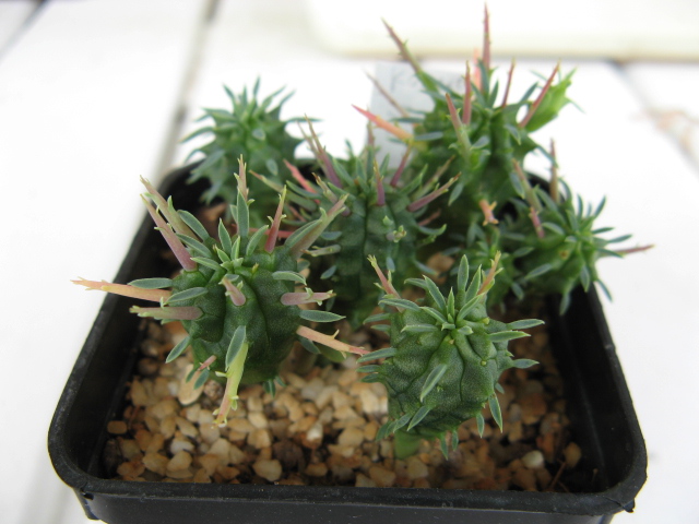 Euphorbia inconstantia 