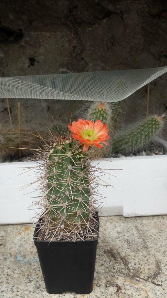 Echinocereus  coccineus 