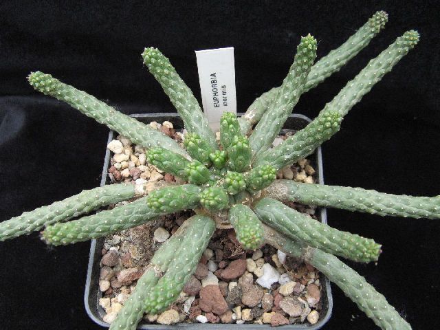 Euphorbia inermis 