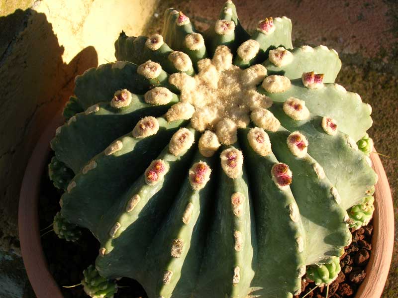 Ferocactus glaucescens v. inermis 