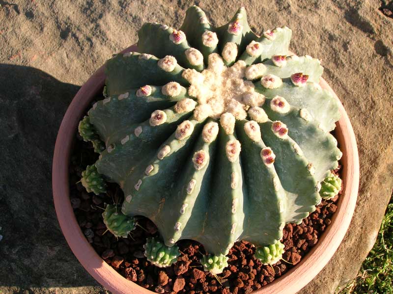 Ferocactus glaucescens v. inermis 