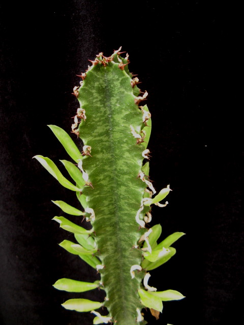 Euphorbia ingens 