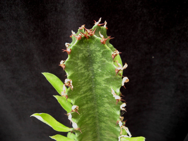 Euphorbia ingens 