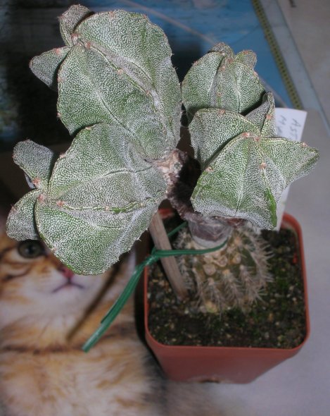 Astrophytum myriostigma 