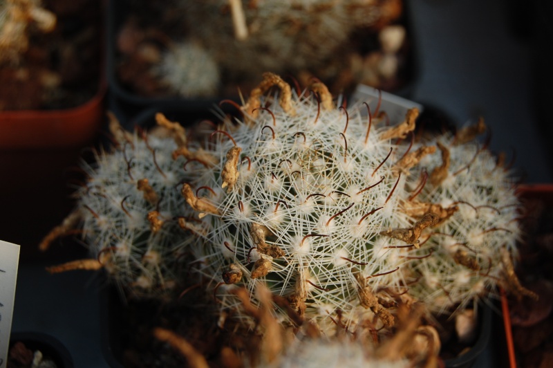 Mammillaria insularis WM 9090