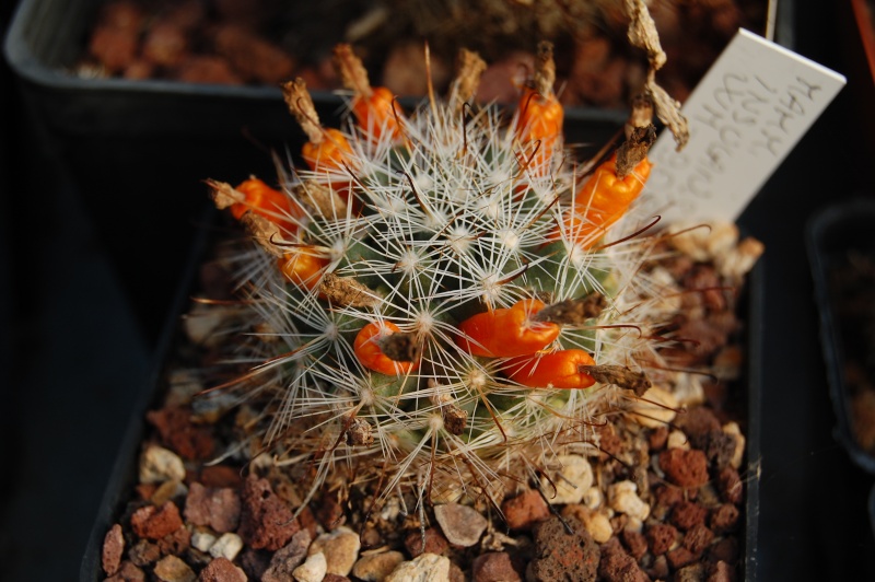 Mammillaria insularis WM 9090