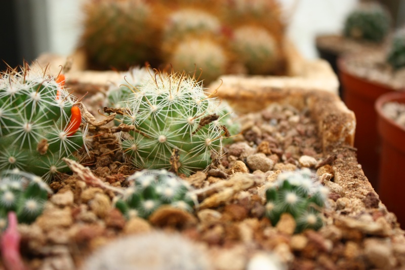 Mammillaria insularis forma LAU 1212