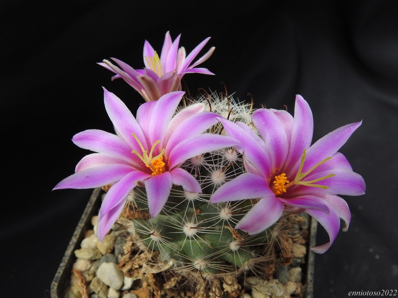 Mammillaria insularis 