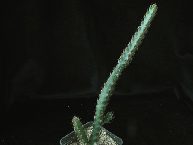 euphorbia isacantha