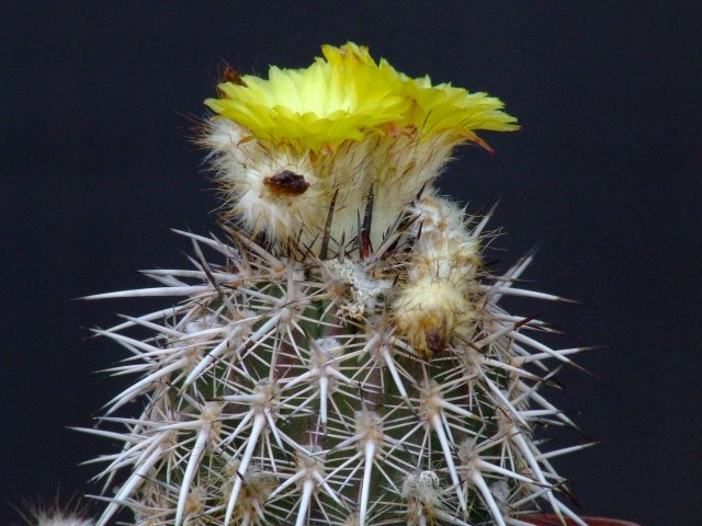 Islaya copiapoides 