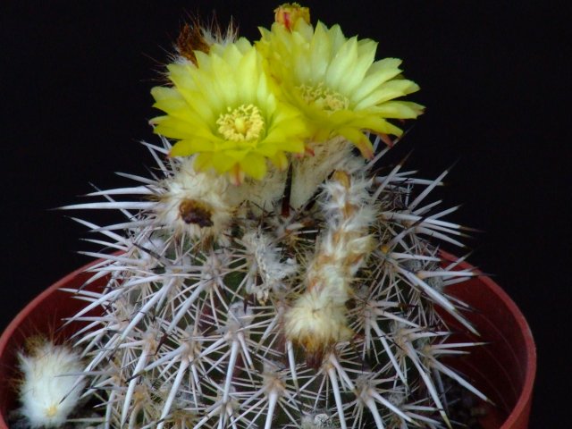 Islaya copiapoides 